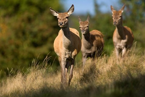 Framed UK, England, Red Deer, Hinds on heathland Print