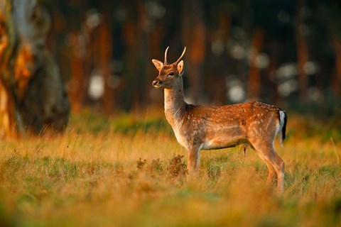 Framed UK, Forest of Dean, Fallow Deer Print