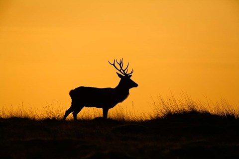 Framed UK, Red Deer stag at dawn Print