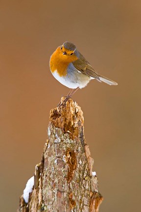 Framed UK, Robin bird on tree stump, Winter Print