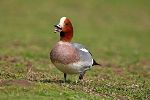 Framed Wigeon bird walking on grass England, UK Print
