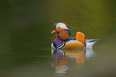 Framed Wild Mandarin Duck, green lake, UK Print