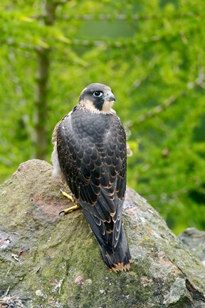 Framed Wildlife, Peregrine Falcon Bird on Rock Print