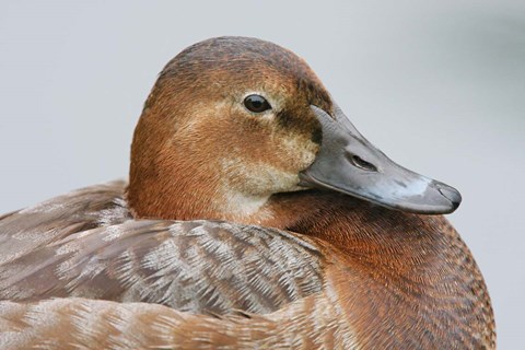 Framed England, London, Pochard Duck Print