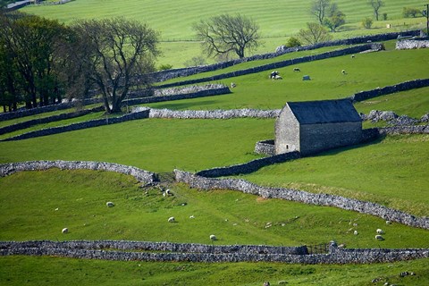 Framed Farmland, Stone Walls and Buildings, near Malham, Yorkshire Dales, North Yorkshire, England Print