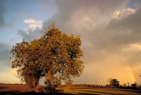 Framed Trees after Rain and Rainbow, West Yorkshire, England Print