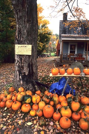 Framed Pumpkins For Sale in New England Print