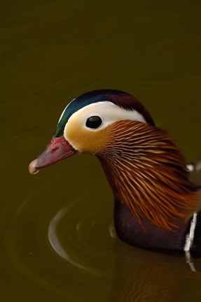 Framed Mandarin Duck, England Print