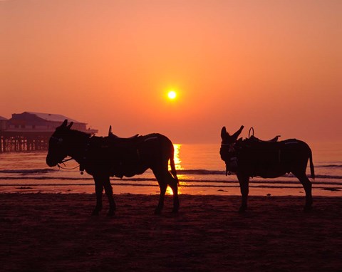 Framed Donkeys at Central Pier, Blackpool, Lancashire, England Print