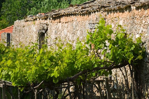 Framed Vineyard Detail, Assos, Kefalonia, Ionian Islands, Greece Print