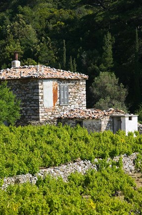 Framed Vineyard, Vourliotes, Samos, Aegean Islands, Greece Print