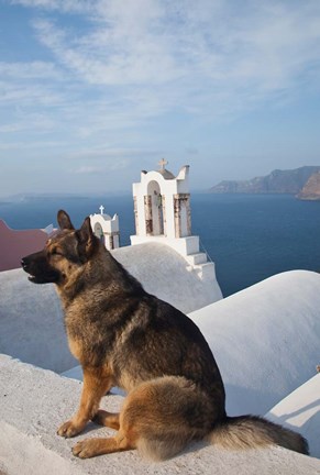 Framed Greece, Santorini, Oia, Dog, Blue Domed Churches Print