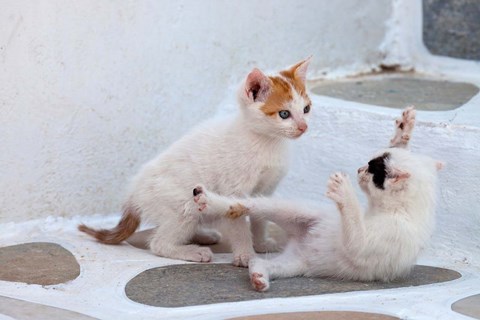 Framed Kittens Playing, Mykonos, Greece Print
