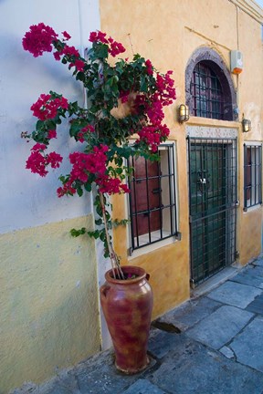 Framed Bougenvillia Vine in Pot, Oia, Santorini, Greece Print