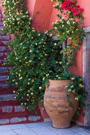 Framed Large Pot With Honeysuckle Vine, Santorini, Greece Print