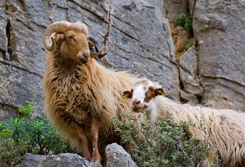 Framed Greece, Crete, Lasithi, Wild Sheep, Kavousi Gorge Print