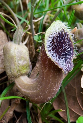 Framed Greece, Crete, Cretan Birthwort, Carnivorous Flora Print