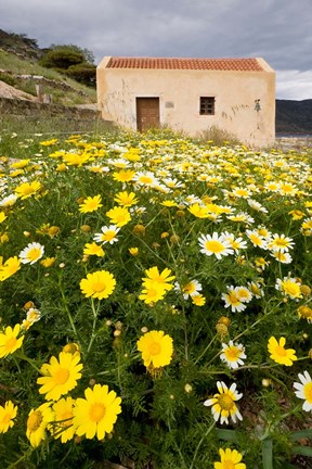 Framed Wildflowers and church of St, Island of Spinalonga, Crete, Greece Print