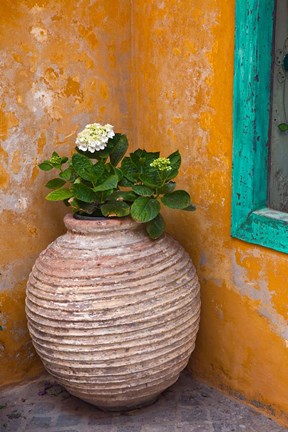 Framed Flower in pot, Crete, Greece Print