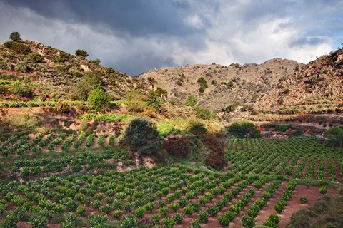 Framed Vineyard, Crete, Greece Print