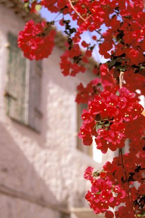 Framed Red Flowers on Main Street, Kardamyli, Messina, Peloponnese, Greece Print