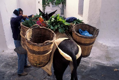 Framed Pack Mule at Market, Santorini, Greece Print