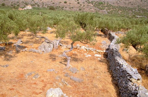 Framed Olive Orchard and Stone Wall, Greece Print