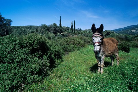 Framed Domestic Donkey, Samos, Greece Print