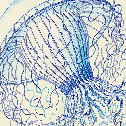 Framed Vintage Jellyfish II Print