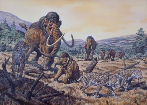 Framed Herd of Woolly Mammoth and Scimitar Sabertooth, Pleistocene Epoch Print
