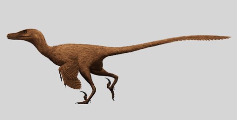 Framed Velociraptor Mongoliensis from the Cretaceous Period Print