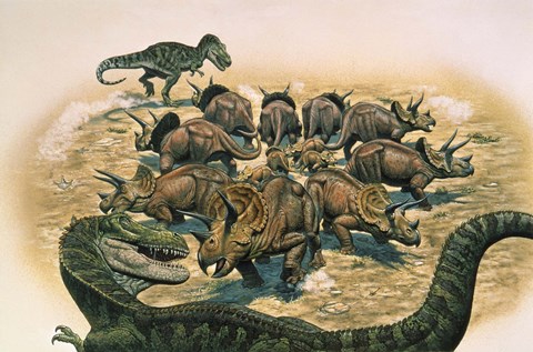 Framed Herd of Triceratops Defend their Territory Print