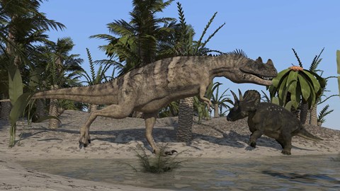 Framed Ceratosaurus Hunting down a Triceratops Print