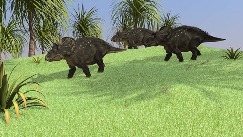 Framed Three Triceratops Walking across an Open Field Print