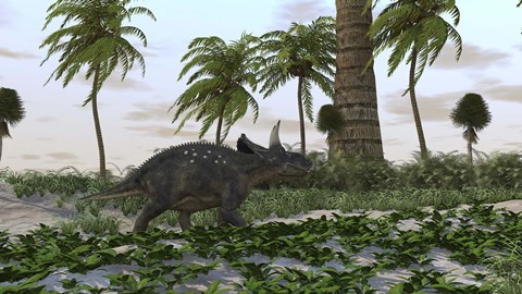 Framed Triceratops Print