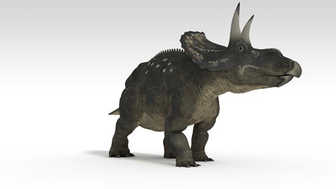Framed Triceratops Dinosaur 2 Print