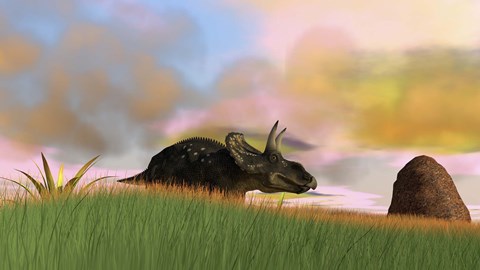 Framed Triceratops Walking across a Grassy Field 3 Print