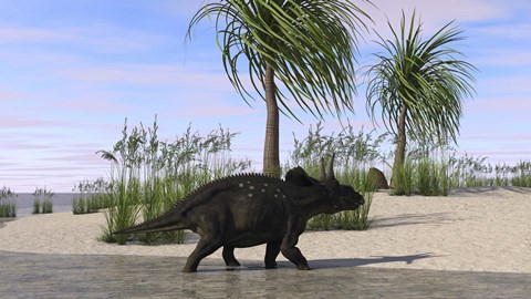 Framed Triceratops Walking along the Shoreline 2 Print