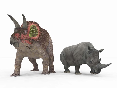 Framed adult Triceratops Compared to a modern adult White Rhinoceros Print