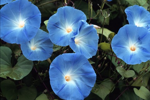 Framed Morning Glory Print