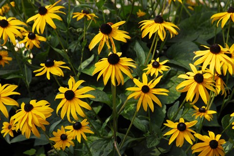 Framed Black-Eyed Susans Print