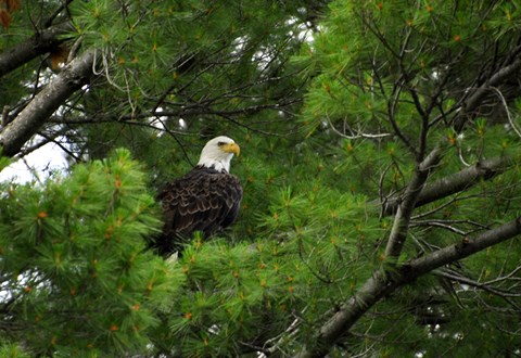 Framed Watchful Print