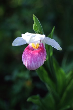 Framed Lady Slipper Print