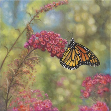 Framed Monarch Butterfly Print