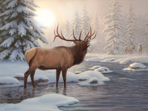 Framed Elk Bugleing Print