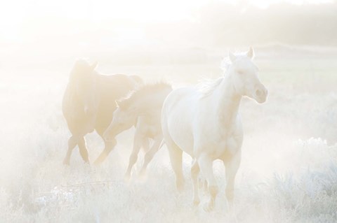 Framed Spirit Series II Print
