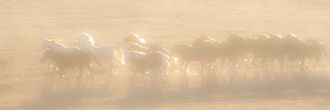 Framed Free Run Print