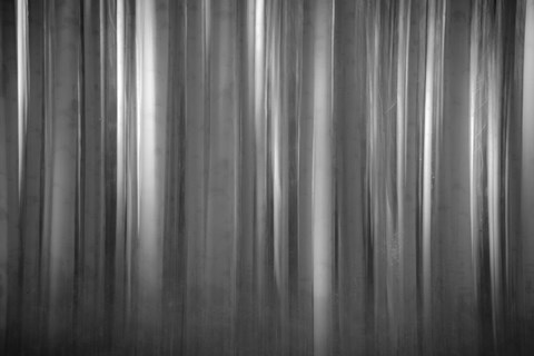 Framed Aspen Form Print