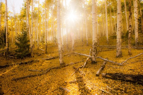 Framed Fall Light Print