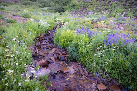 Framed Field of Beauty I Print